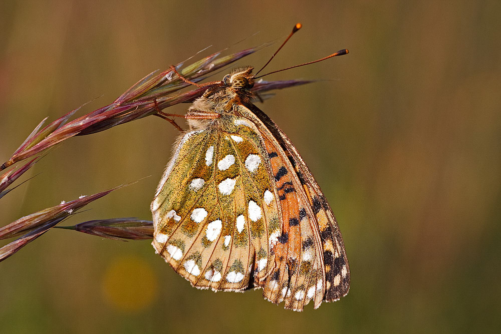 Dark Green Fritillary