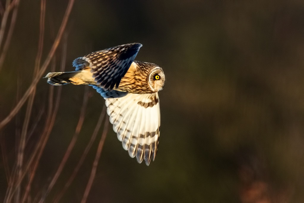 Short-eared Owl