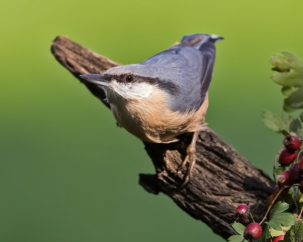 Nuthatch