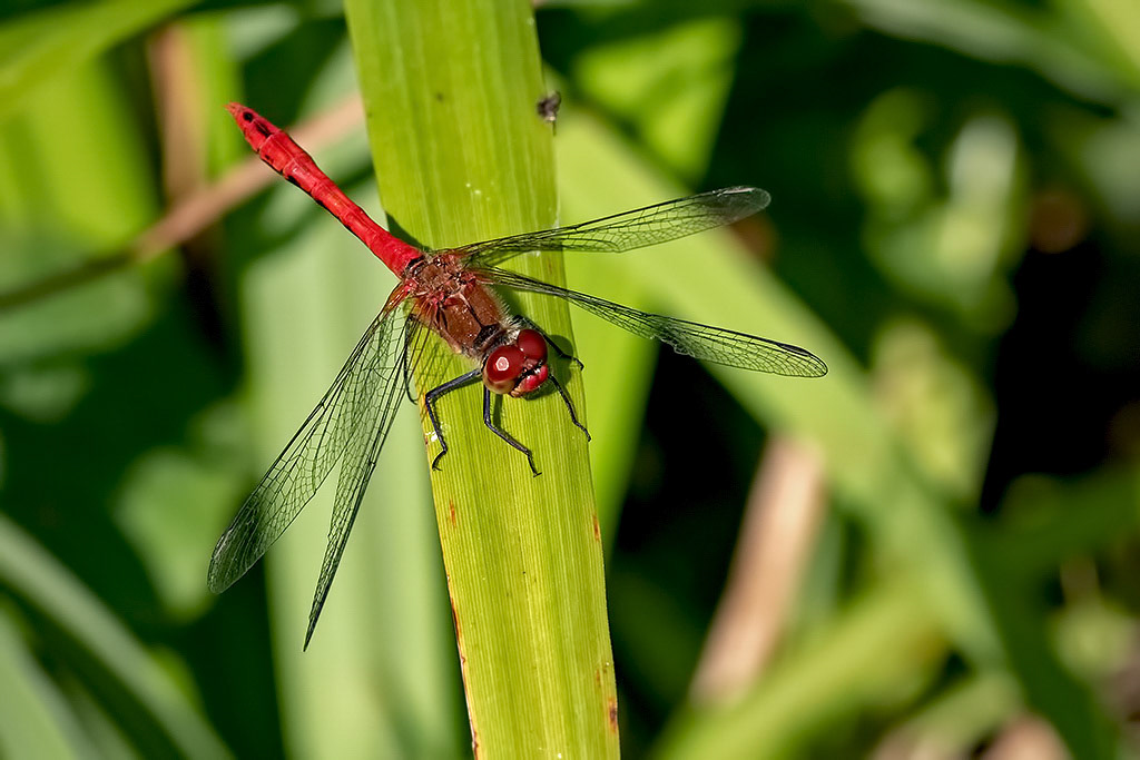 Ruddy Darter
