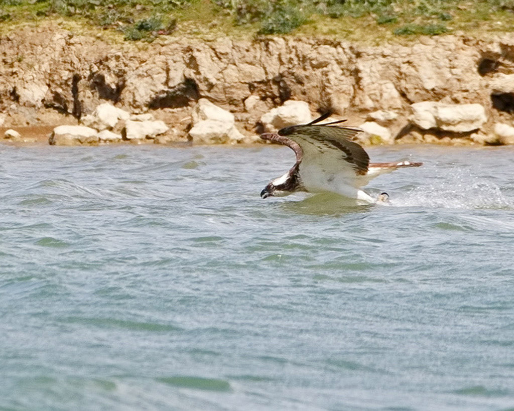 Osprey