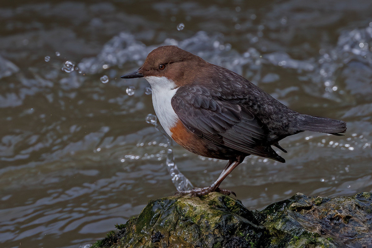 White-throated Dipper