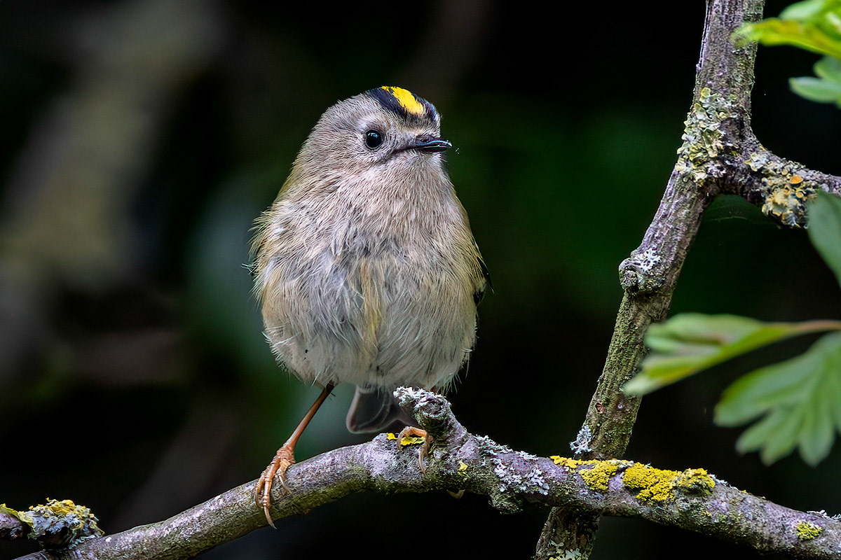 Goldcrest