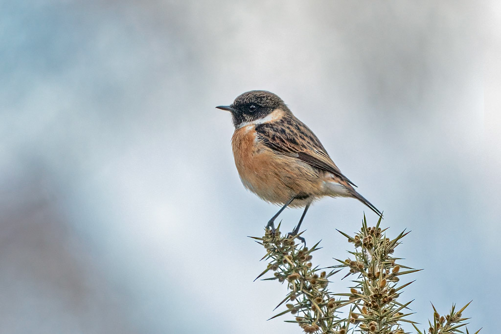 Stonechat