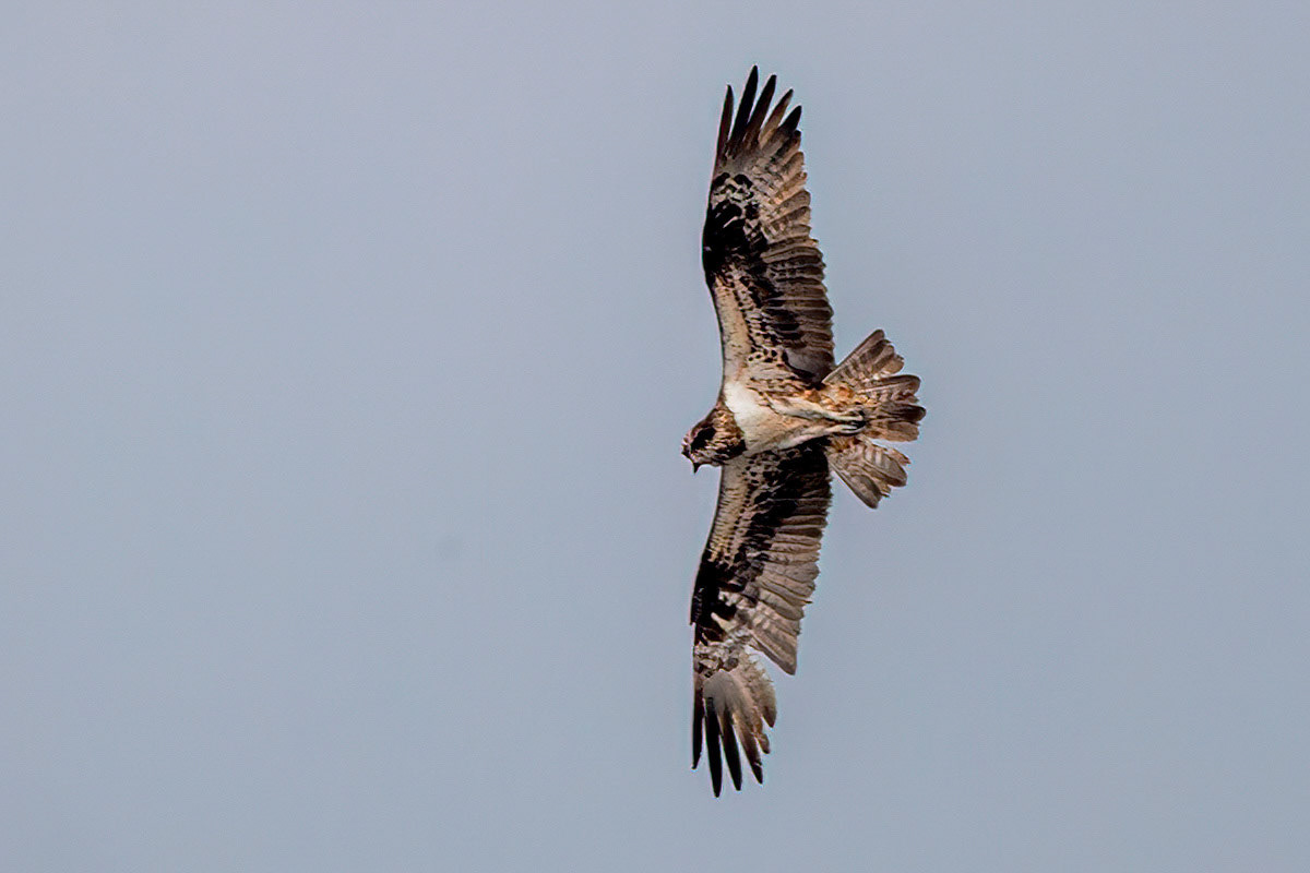 Osprey