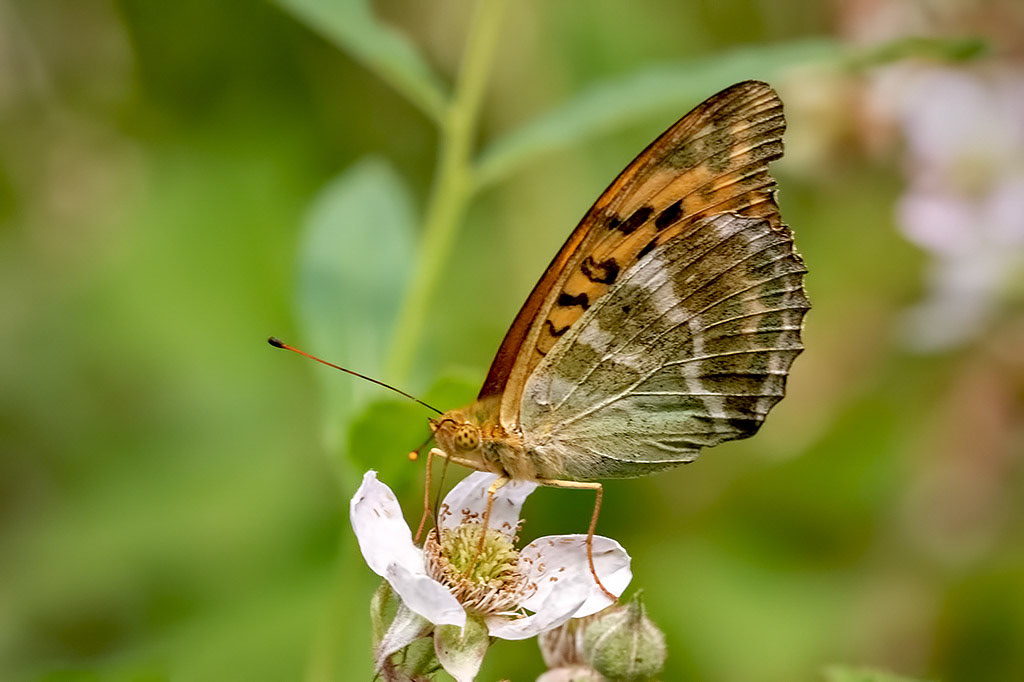 Silver-washed Fritillary