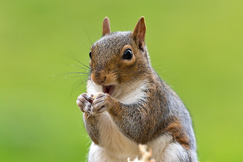 Grey Squirrel