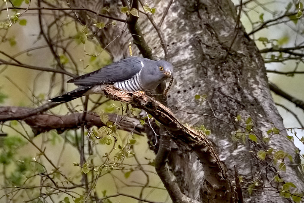 Cuckoo