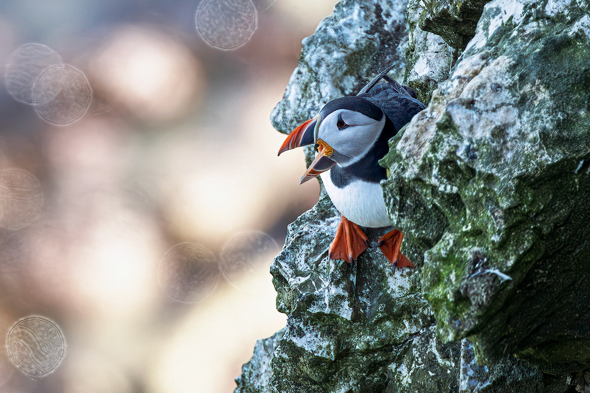 Puffin