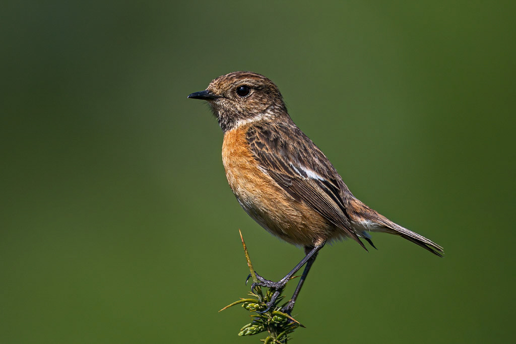 Stonechat