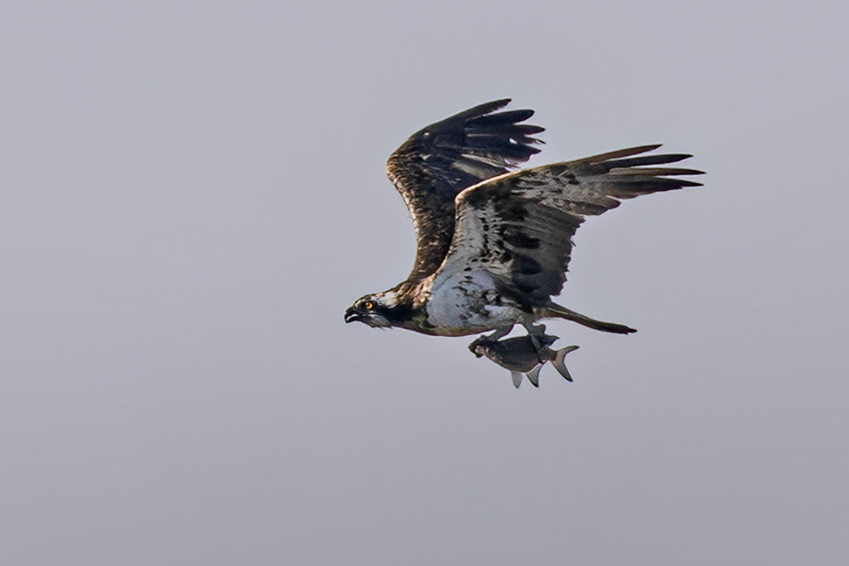 Osprey
