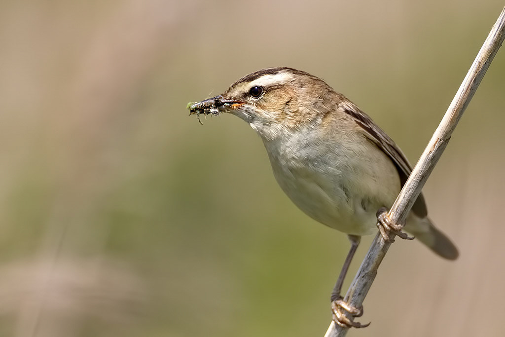 Sedge Warbler