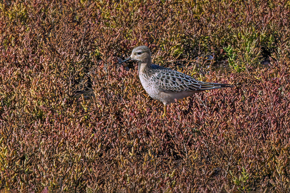 Buff-breasted Sandpiper