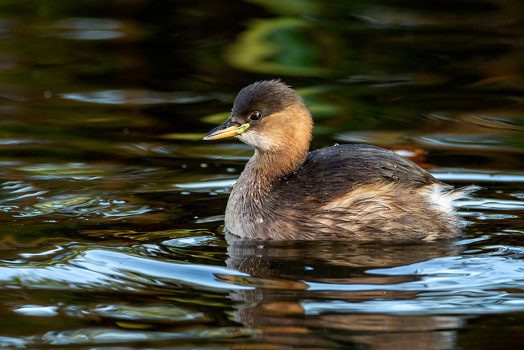 Little Grebe