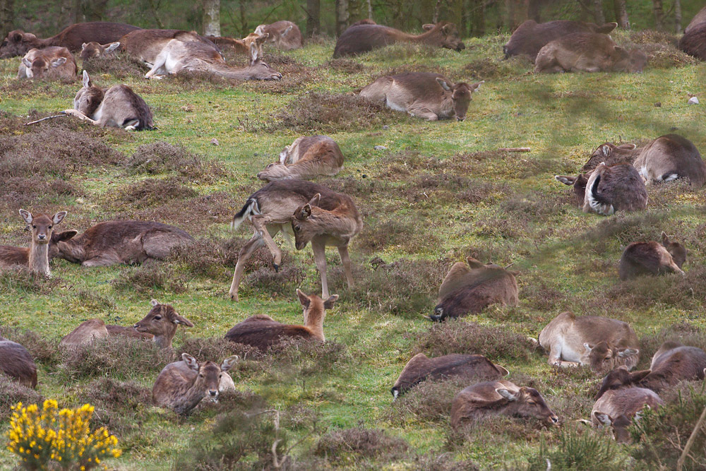 Fallow Deer