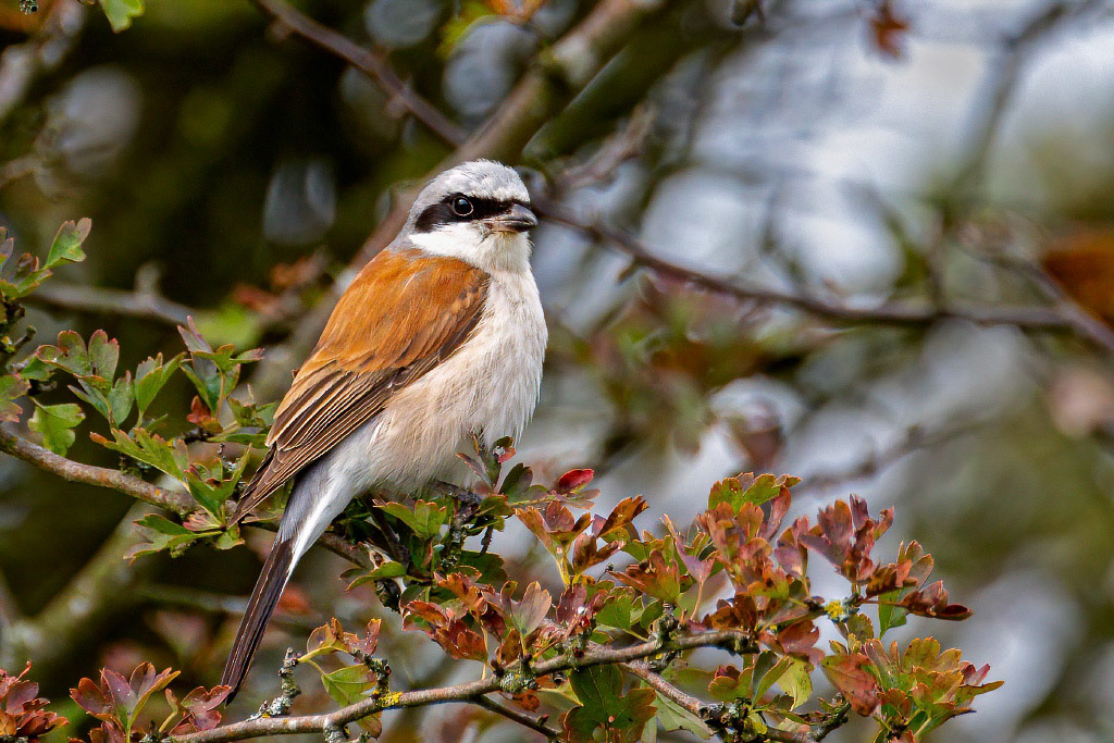 Red-backed Shrike
