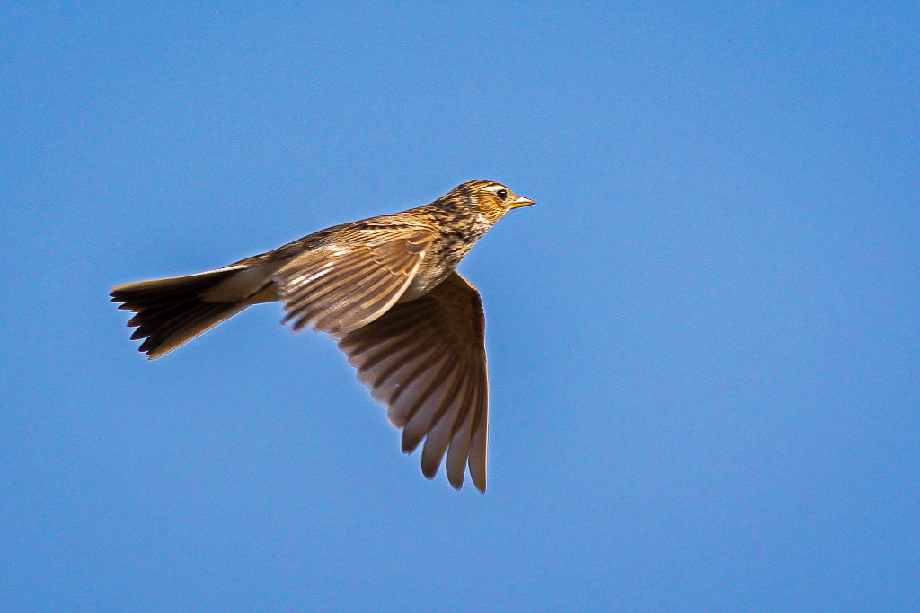 Skylark