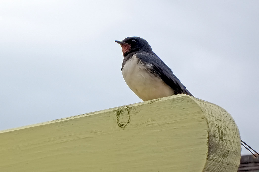 Swallow
