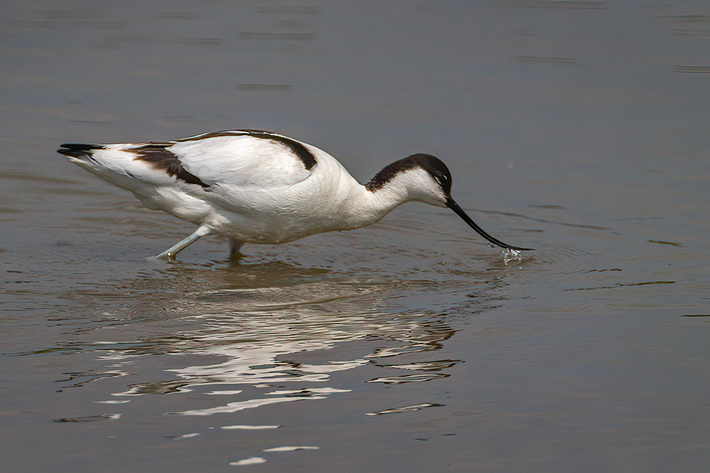 Avocet