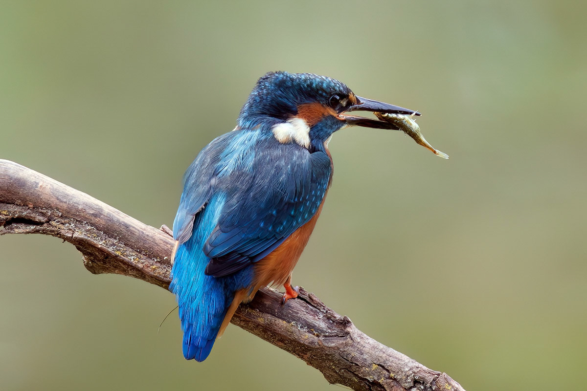 Kingfisher