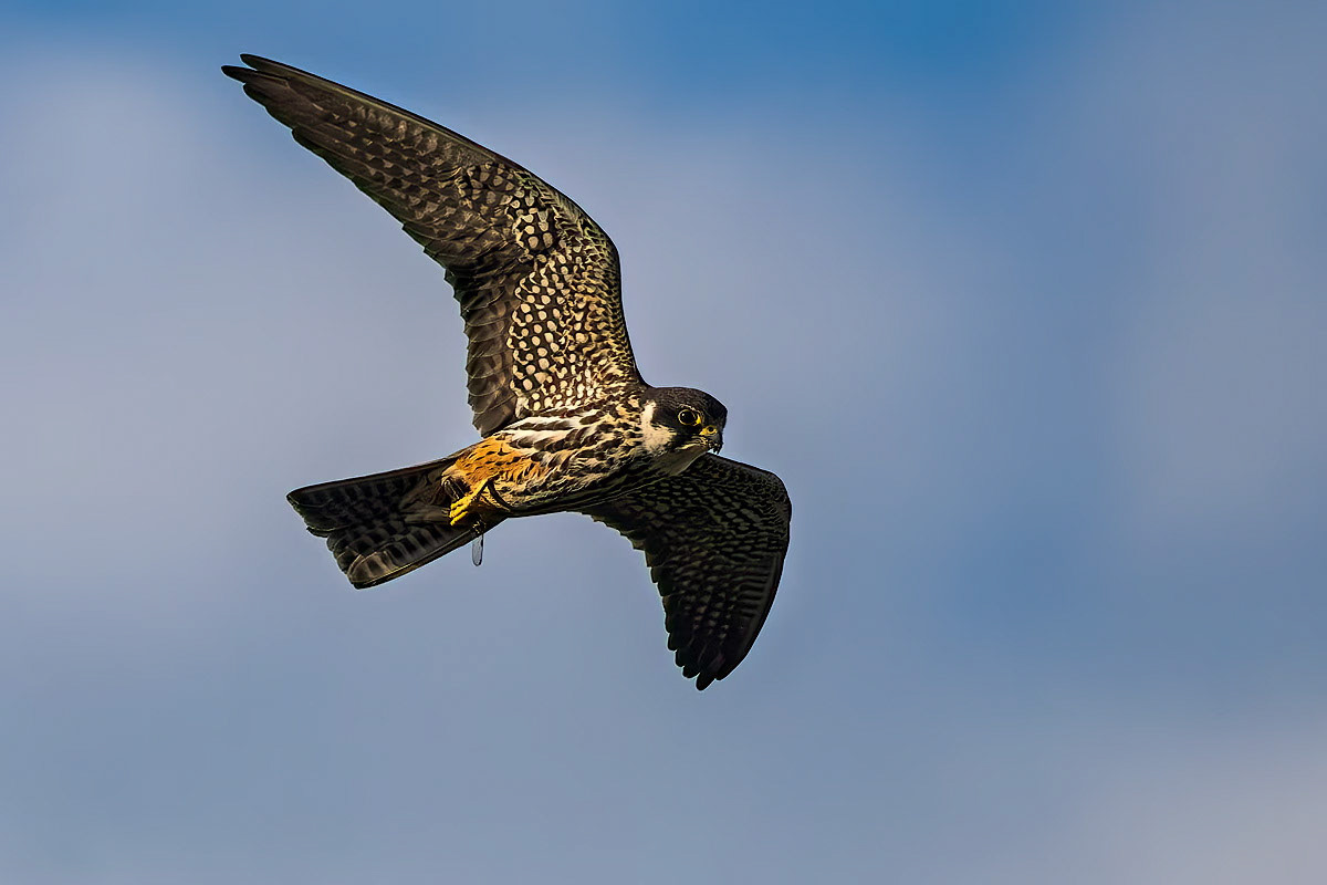 Hobby