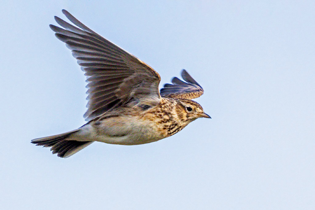 Skylark