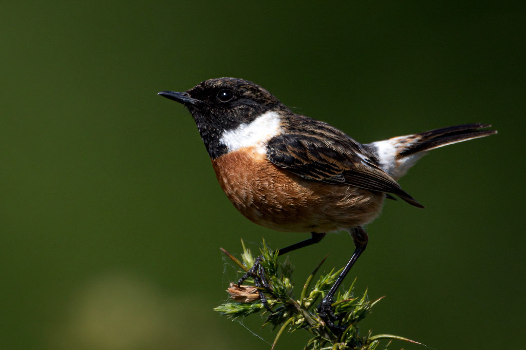 Stonechat