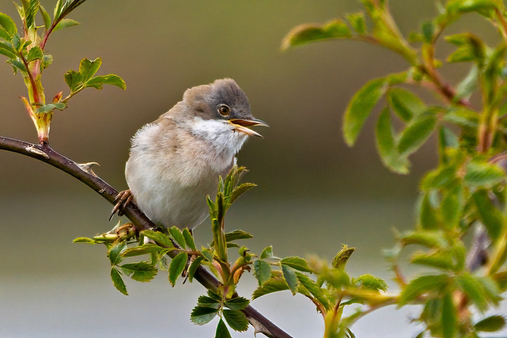 Common Whitethroat