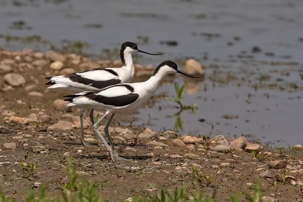Avocet