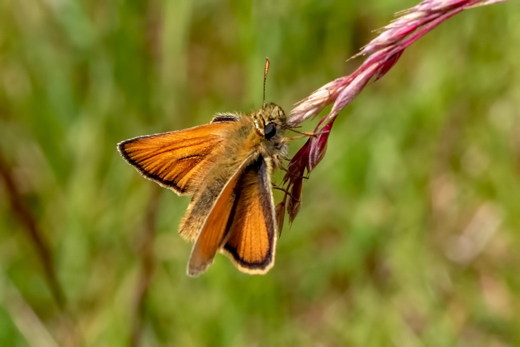 Large Skipper