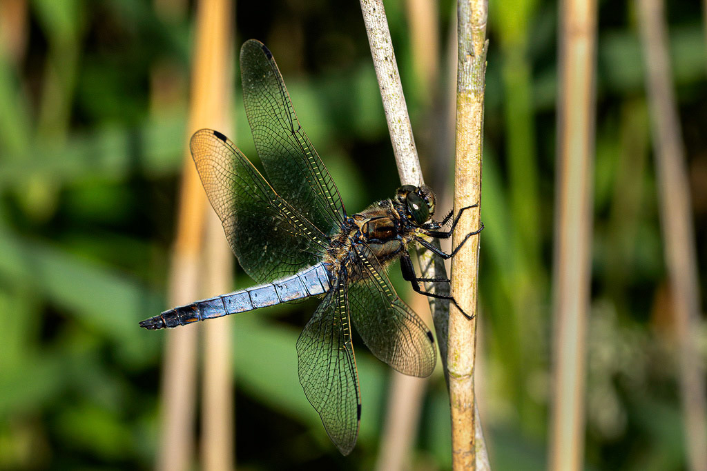 Black-tailed Skimmer