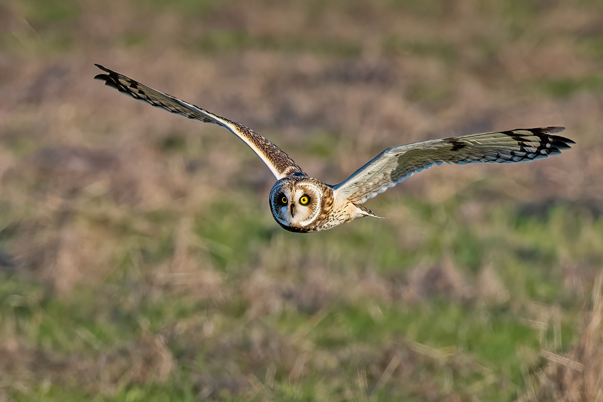 Short-eared Owl