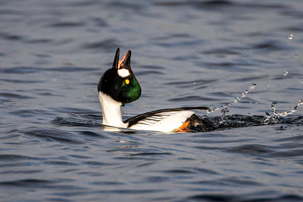 Goldeneye Duck