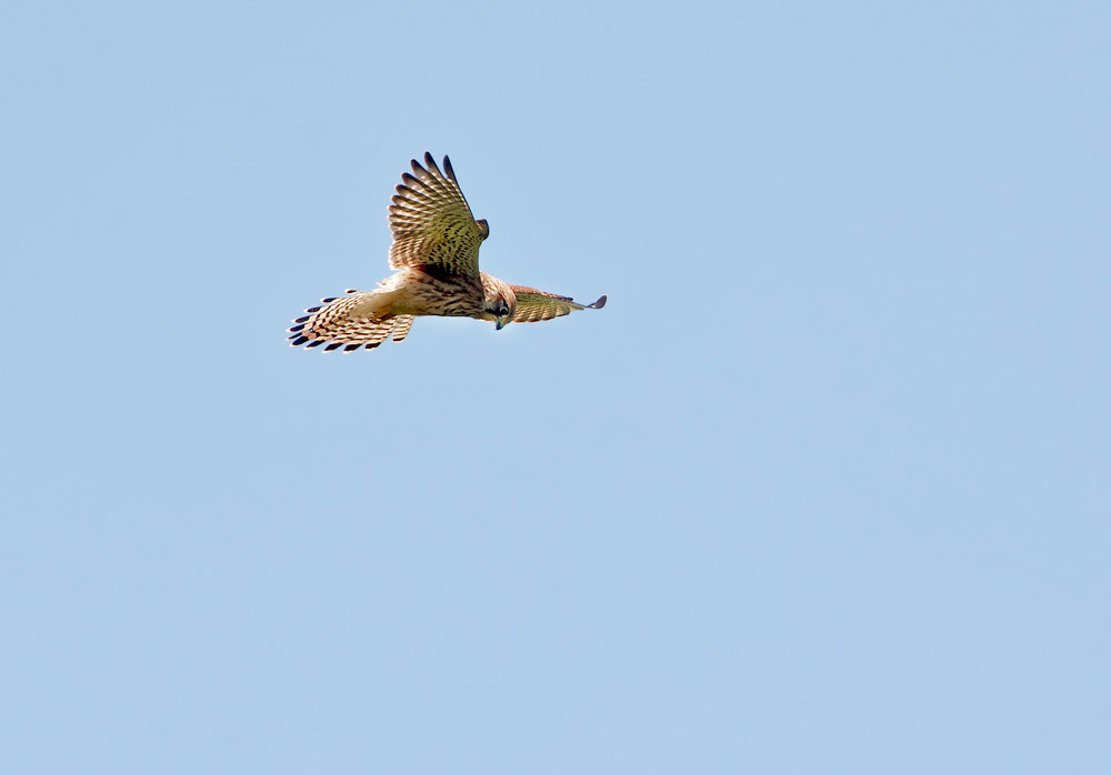 Kestrel
