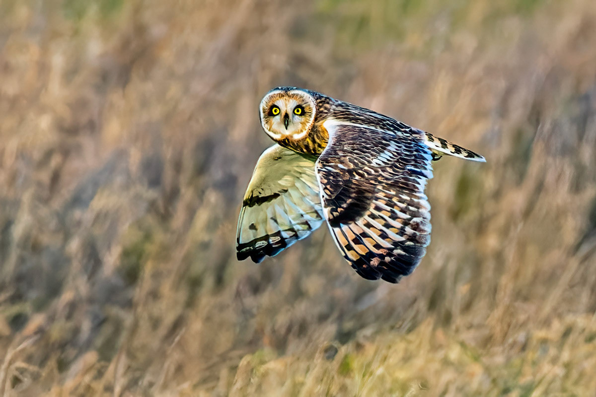 Short-eared Owl