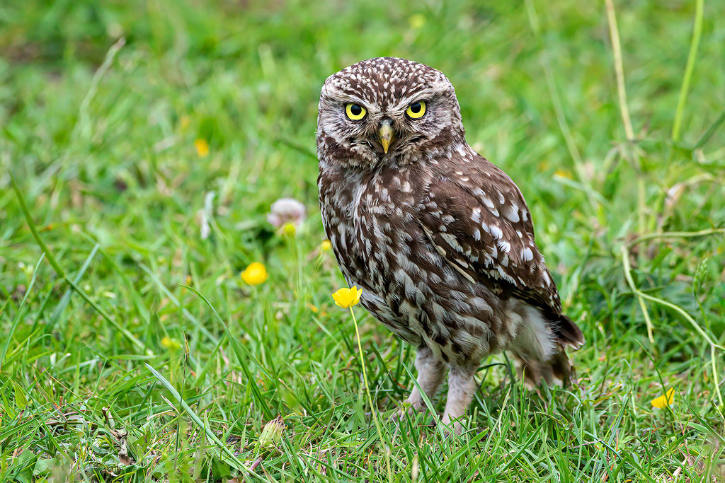 Little Owl