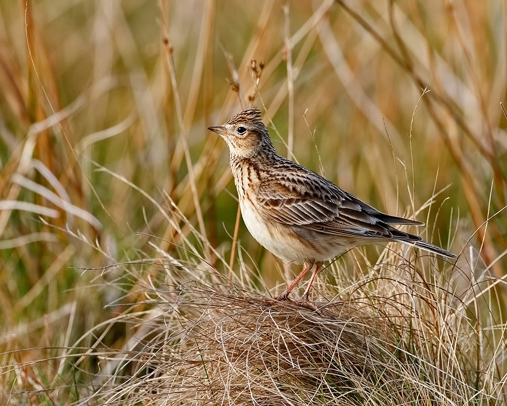 Skylark
