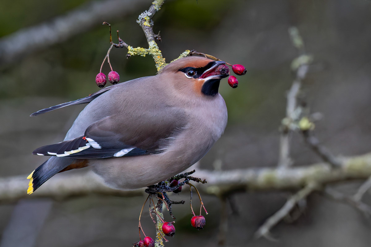 Waxwing