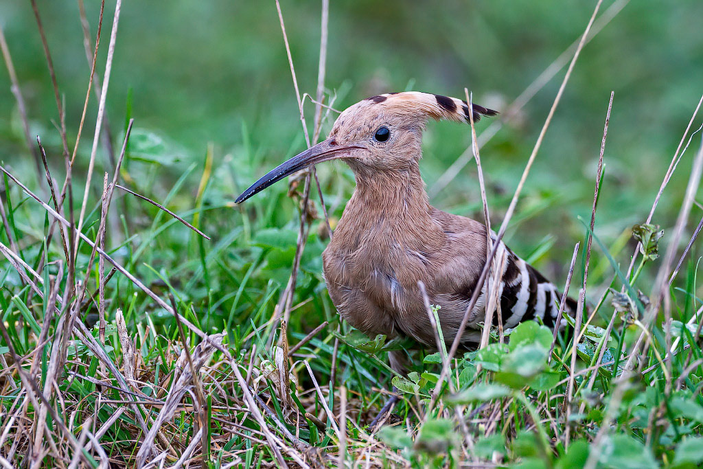 Hoopoe