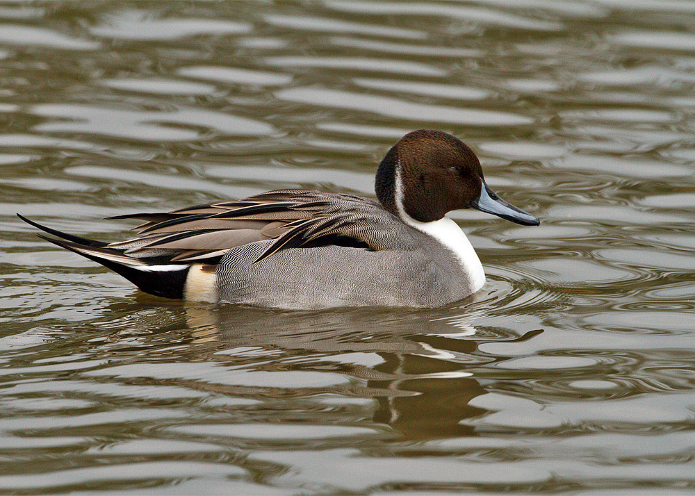 Pintail