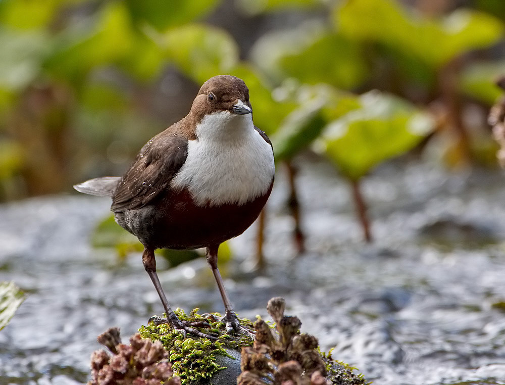 Dipper