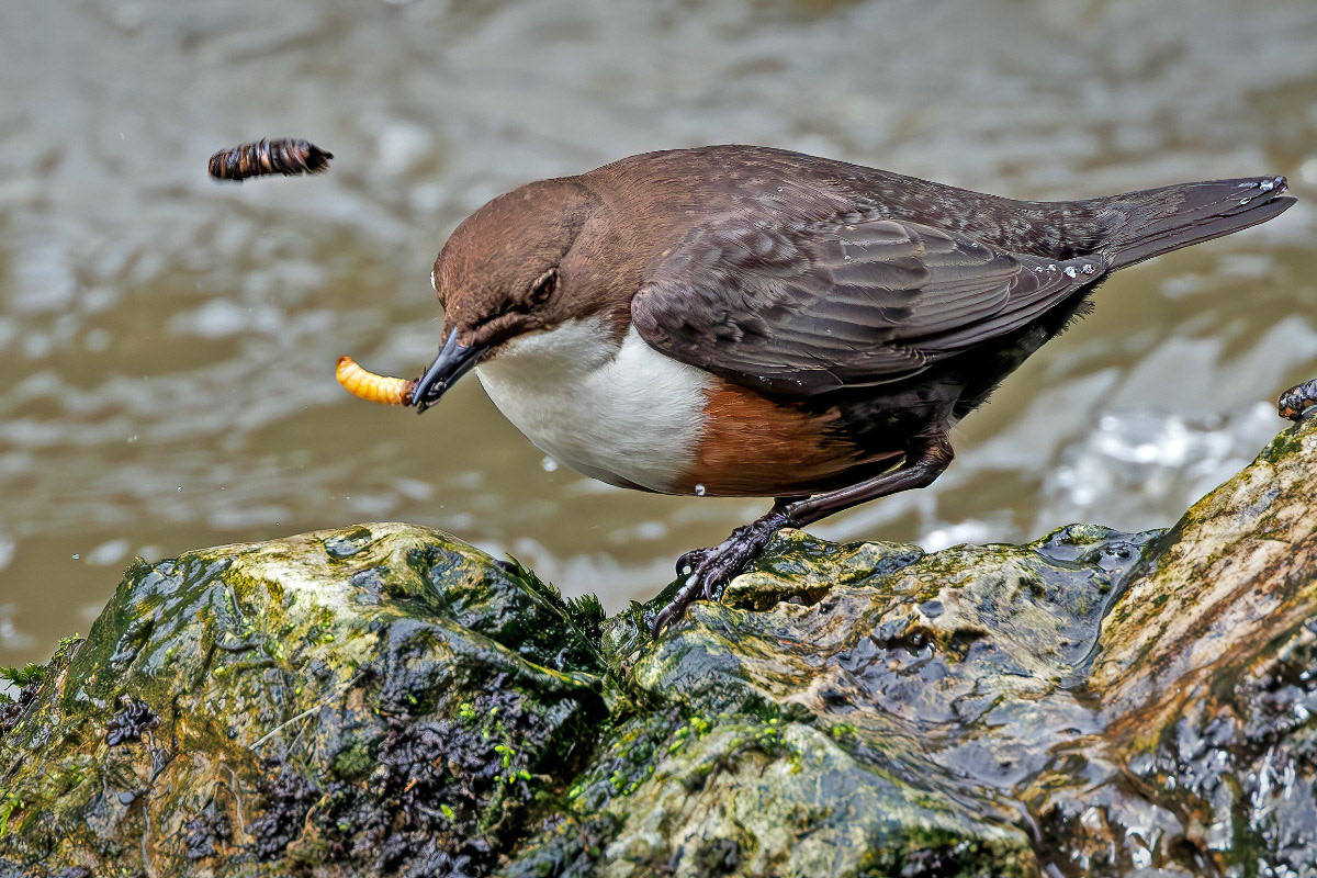Dipper