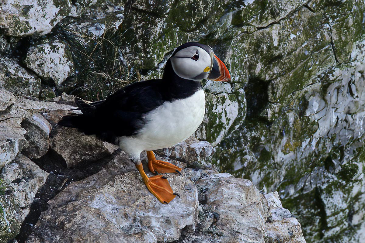 Puffin
