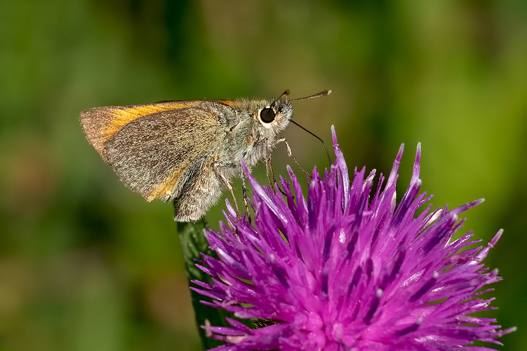 Small Skipper