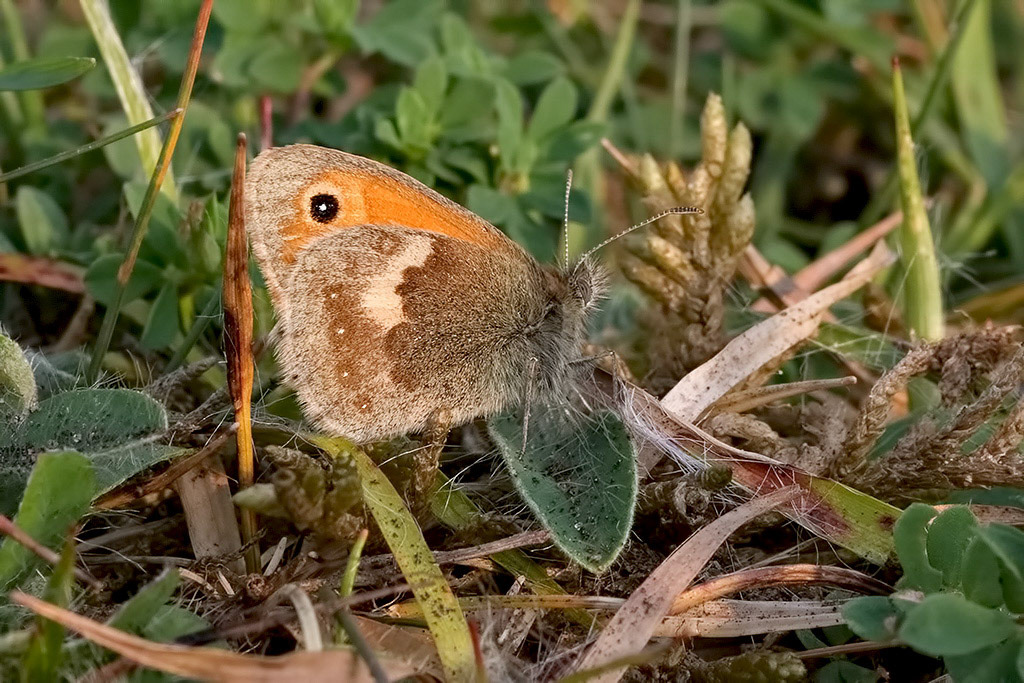 Small Heath