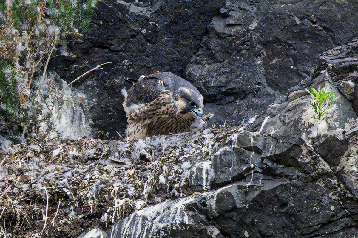 Peregrine