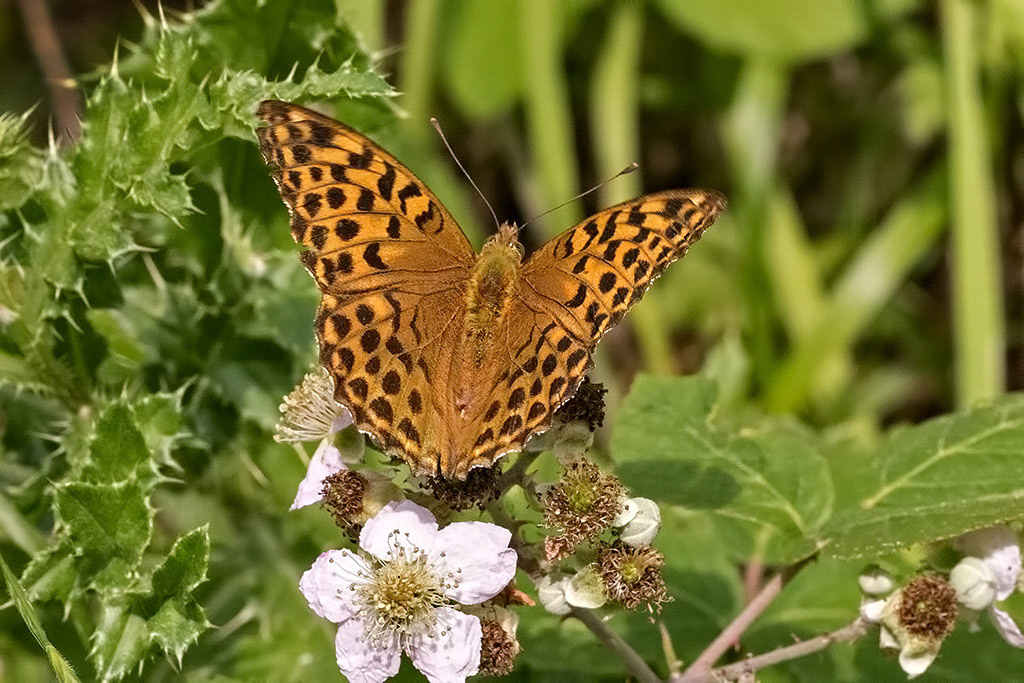 Silver-washed Fritillary