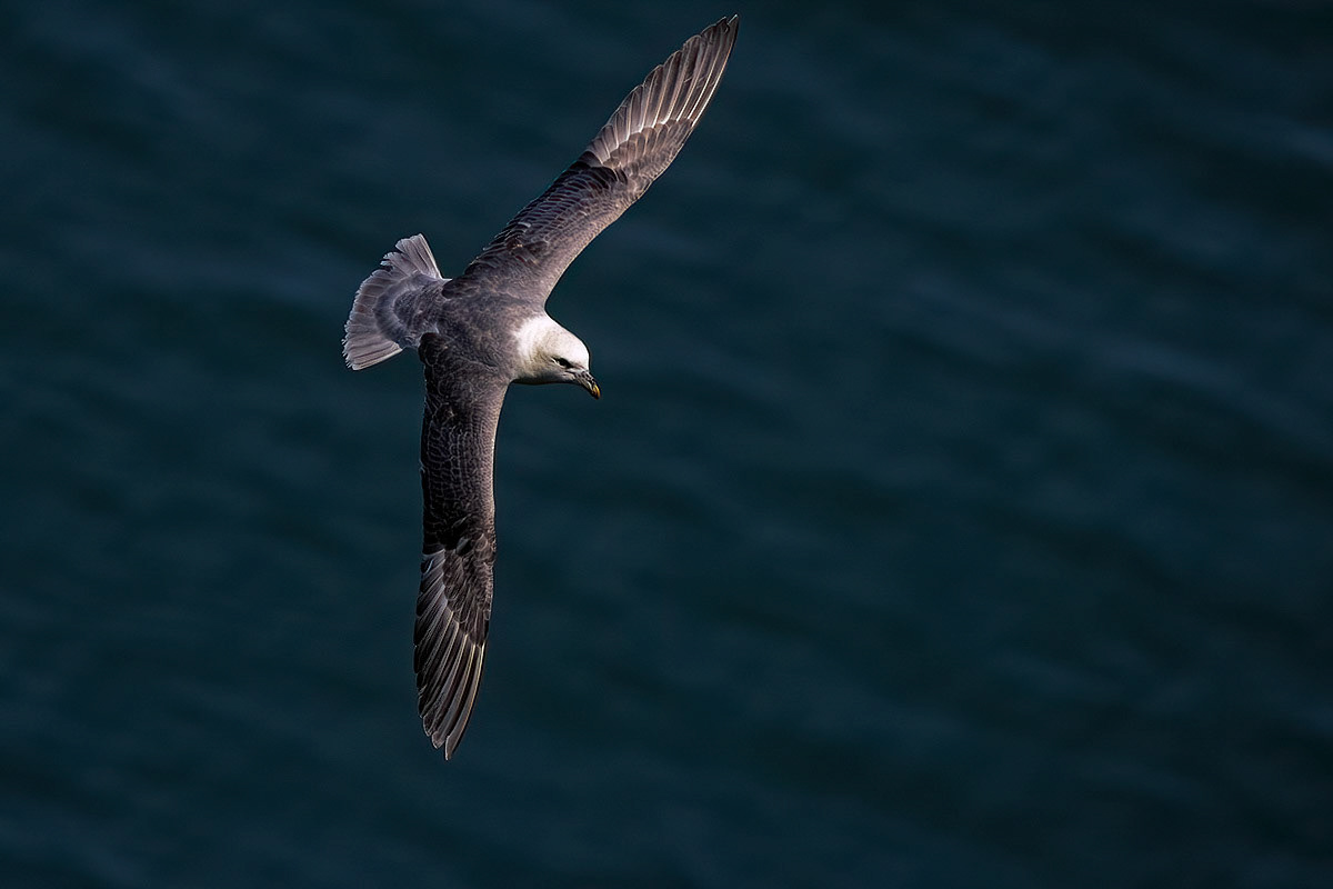 Fulmar