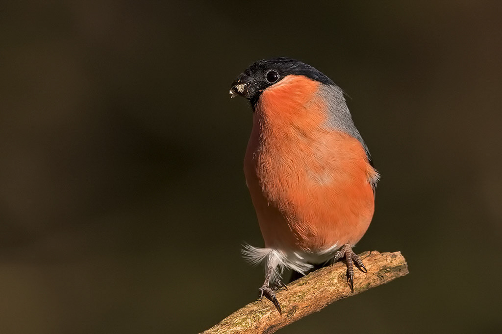 Bullfinch