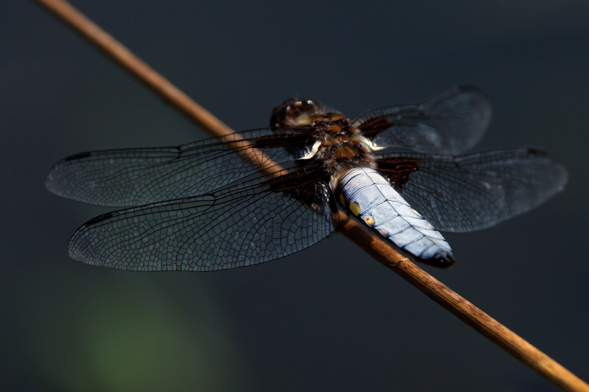Broad-bodied Chaser